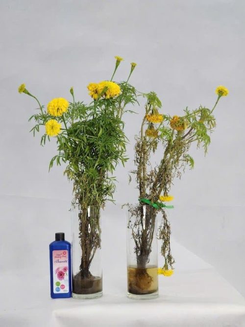 WhatsApp Image 2025-05-06 at 08.08.01 (3)