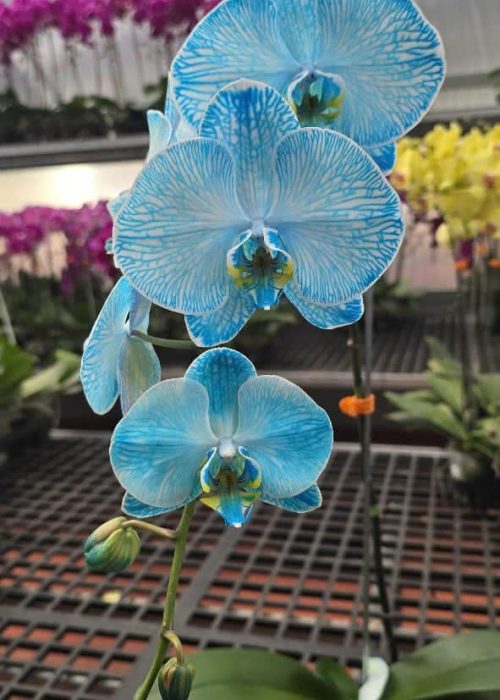 WhatsApp Image 2025-05-06 at 12.36.45 (4) WhatsApp Image 2025-05-06 at 12.36.45 (4)