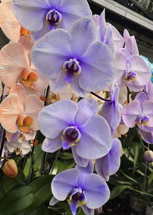 WhatsApp Image 2025-05-06 at 12.36.46 (2) WhatsApp Image 2025-05-06 at 12.36.46 (2)